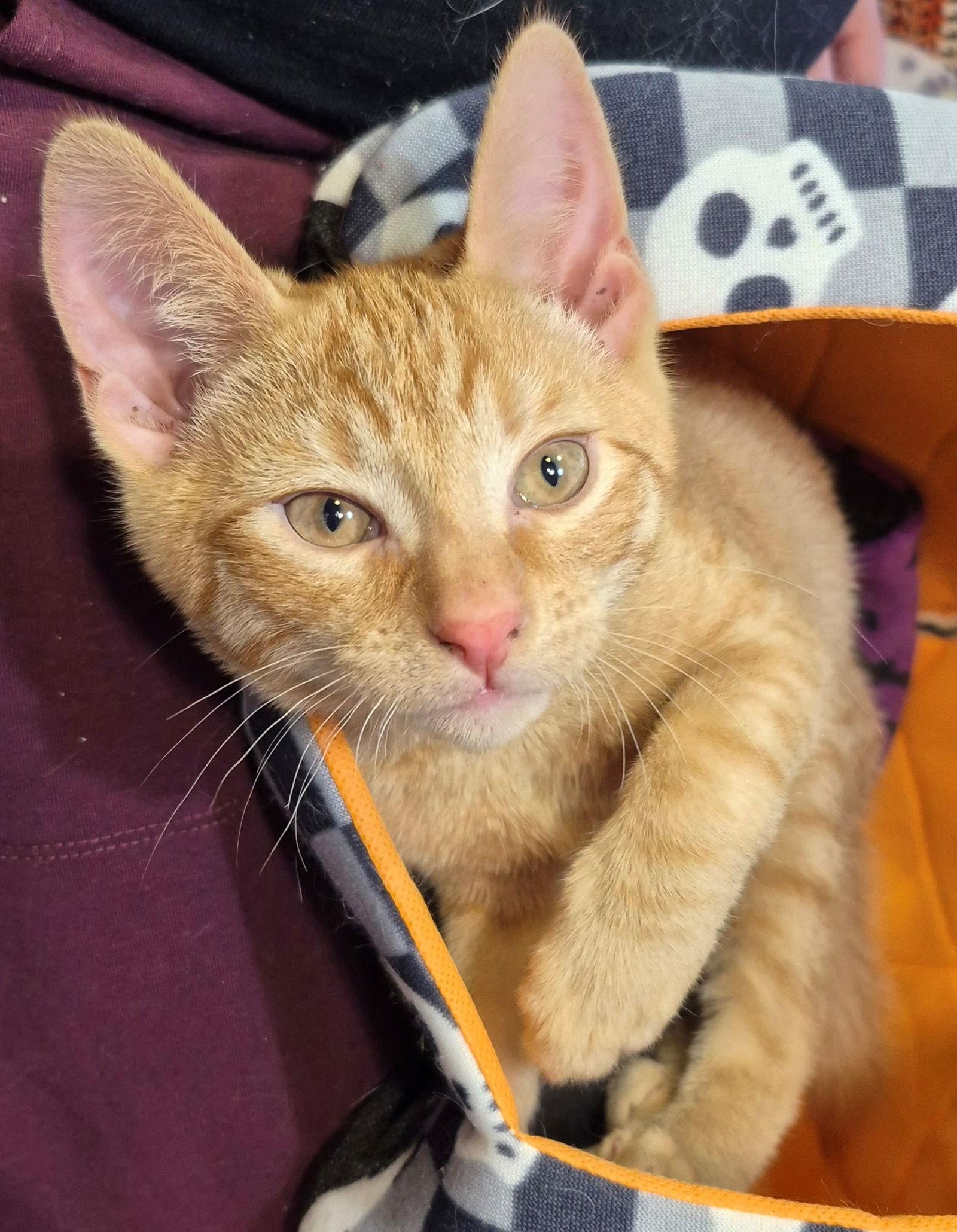 Enlarge Gerard  3 1/2 months, a Adoptable Domestic Short Hair in Sterling, MA image 3/3