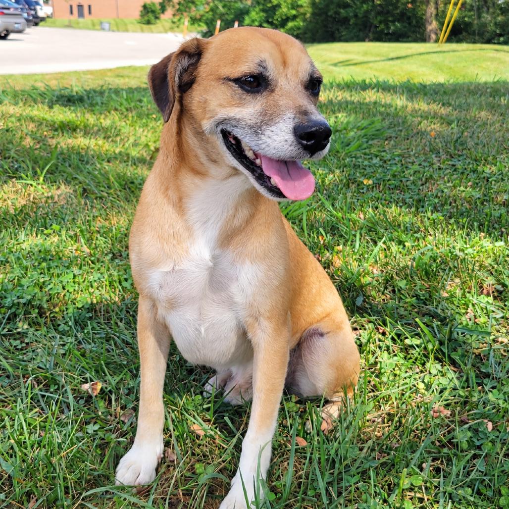 Milano, Adoptable, Senior Male Border Terrier & Pug.