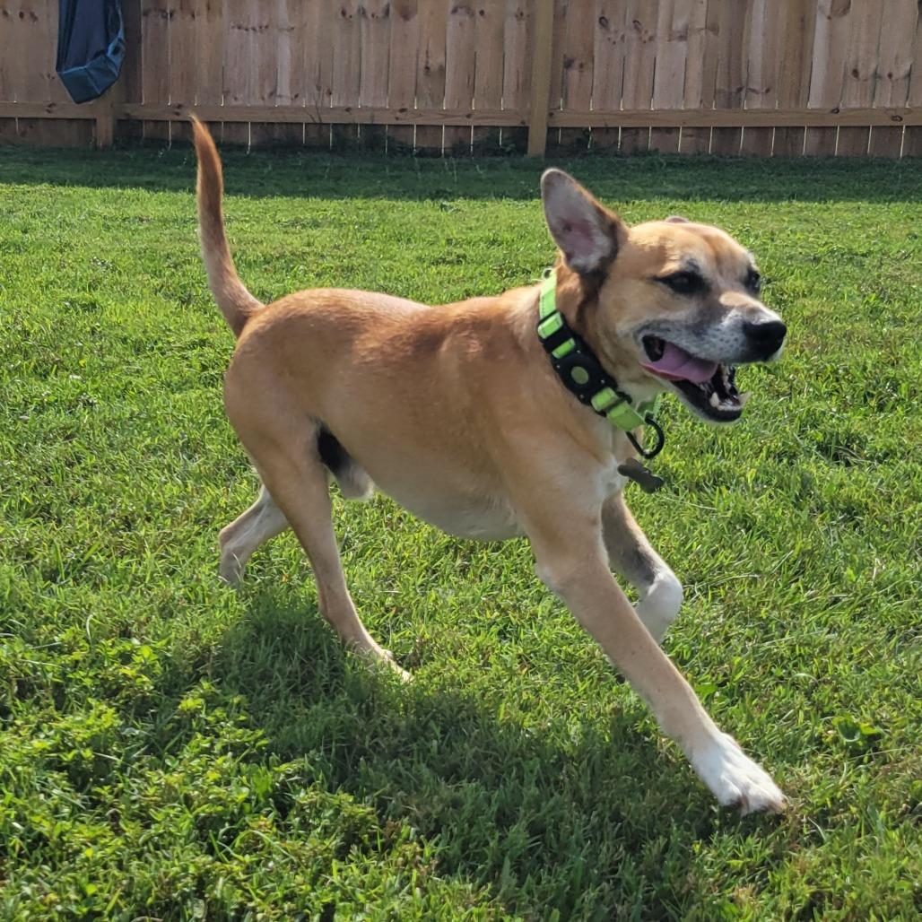 Enlarge Milano, a Adoptable mixed breed in La Grange, KY image 2/6