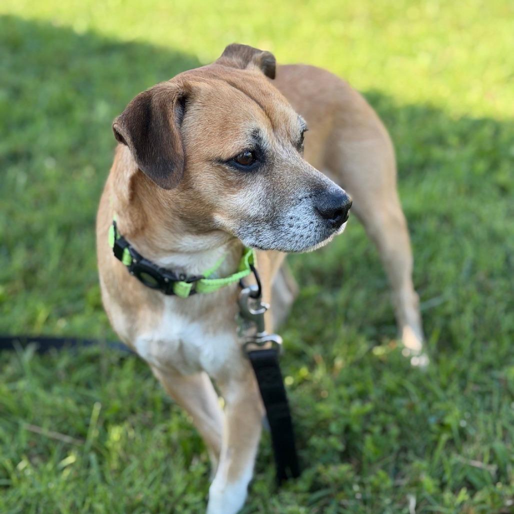 Enlarge Milano, a Adoptable mixed breed in La Grange, KY image 3/6
