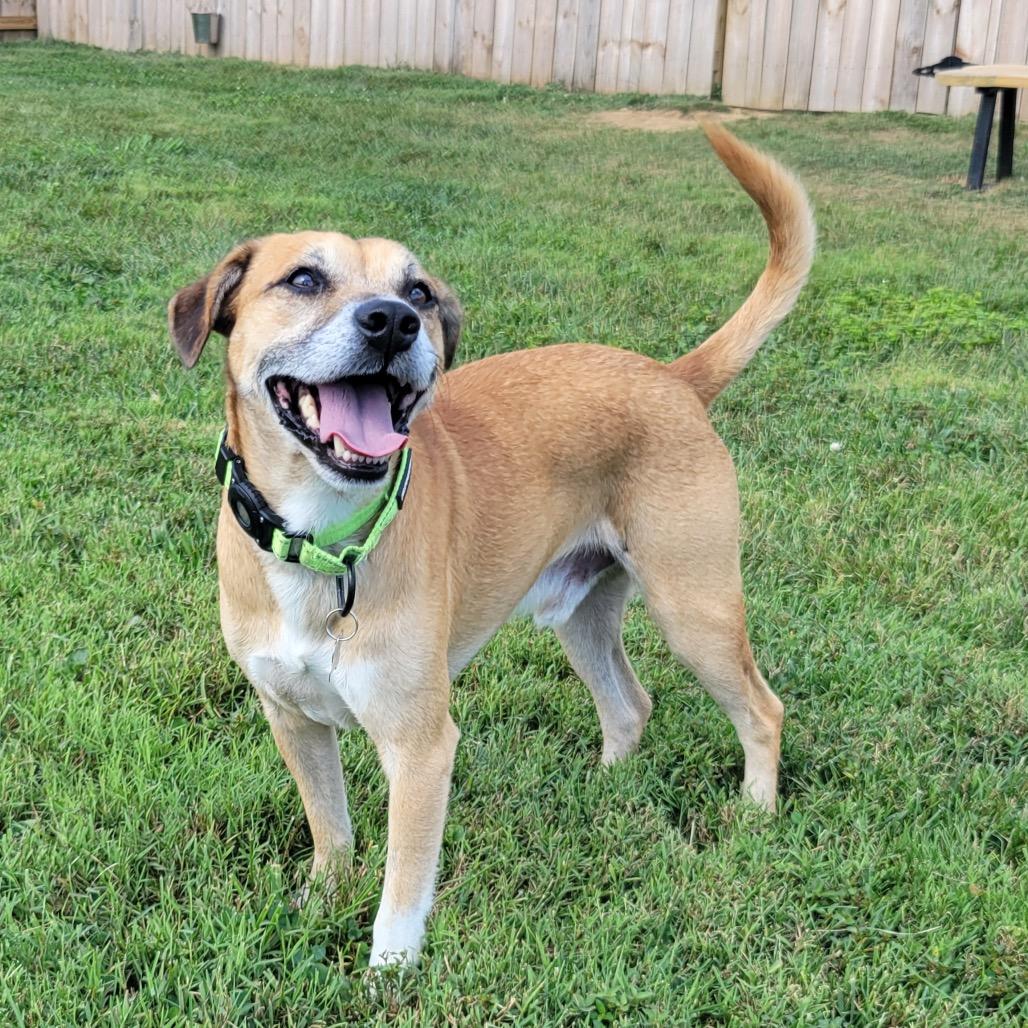 Enlarge Milano, a Adoptable mixed breed in La Grange, KY image 4/6