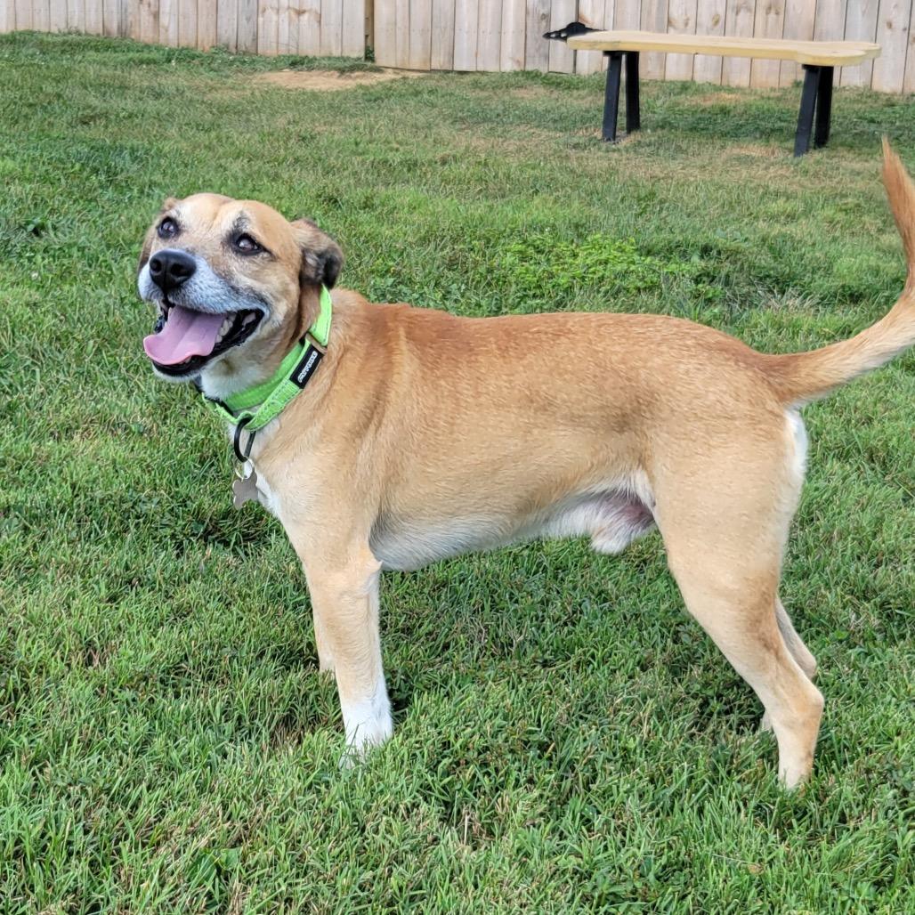 Enlarge Milano, a Adoptable mixed breed in La Grange, KY image 5/6