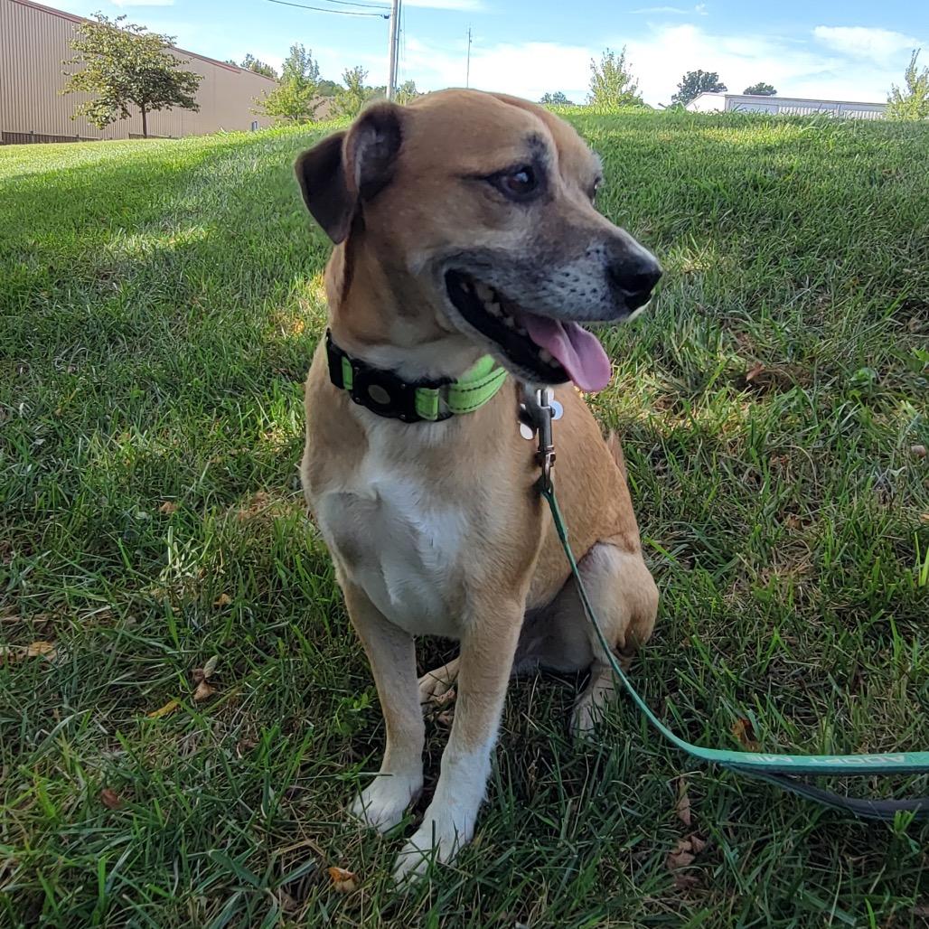 Enlarge Milano, a Adoptable mixed breed in La Grange, KY image 6/6
