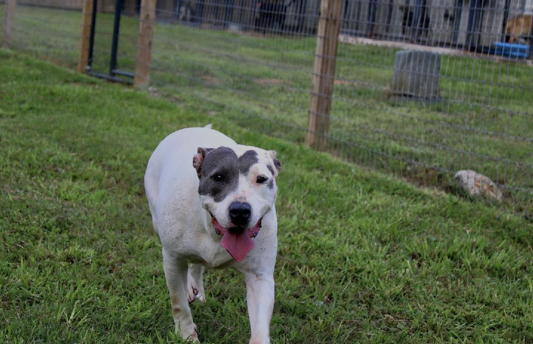 Mona, a Adoptable mixed breed in Willis, TX image 2/6