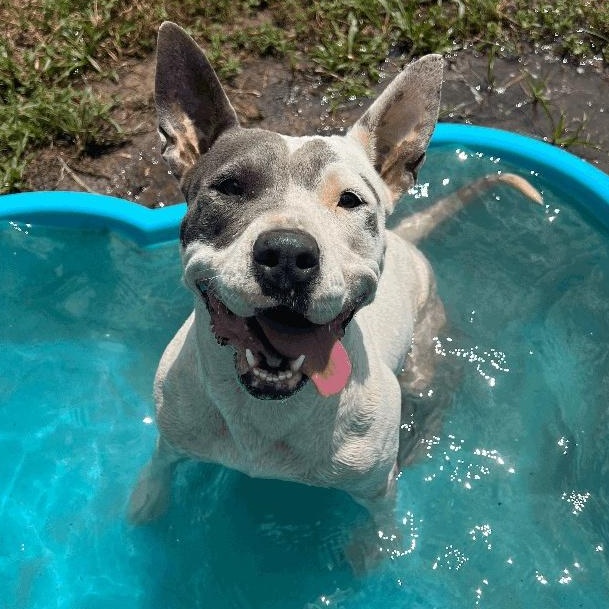 Mona, a Adoptable mixed breed in Willis, TX image 6/6