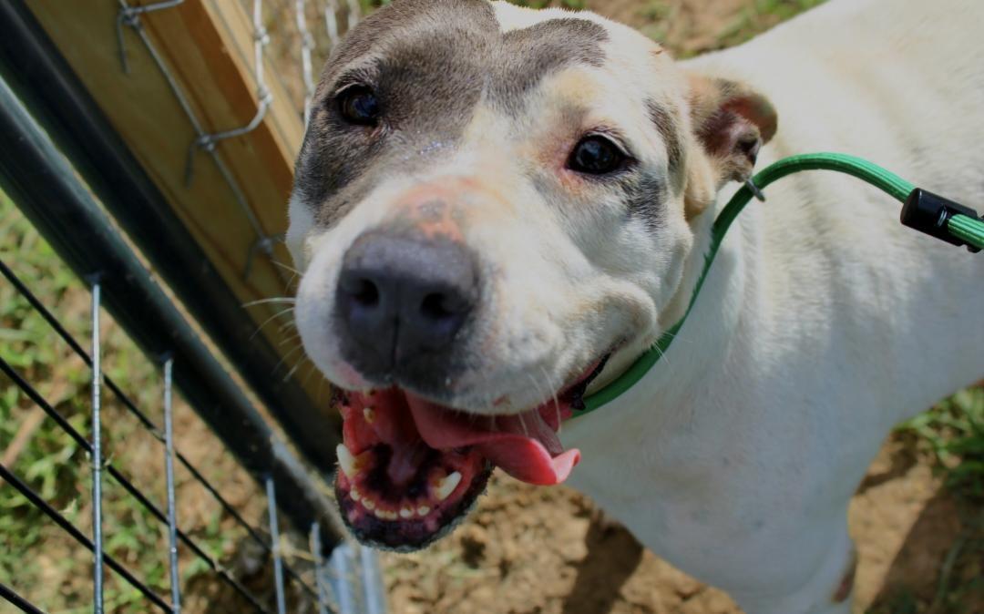 Mona, Adoptable, Adult Female Bull Terrier & Australian Cattle Dog / Blue Heeler.