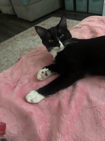 Kicks, Adoptable, Young Male Domestic Short Hair.