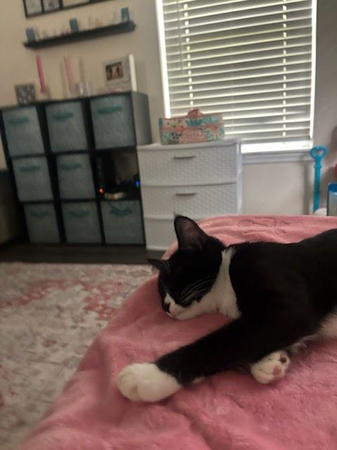 Enlarge Kicks, a Adoptable mixed breed in Moncks Corner, SC image 3/3