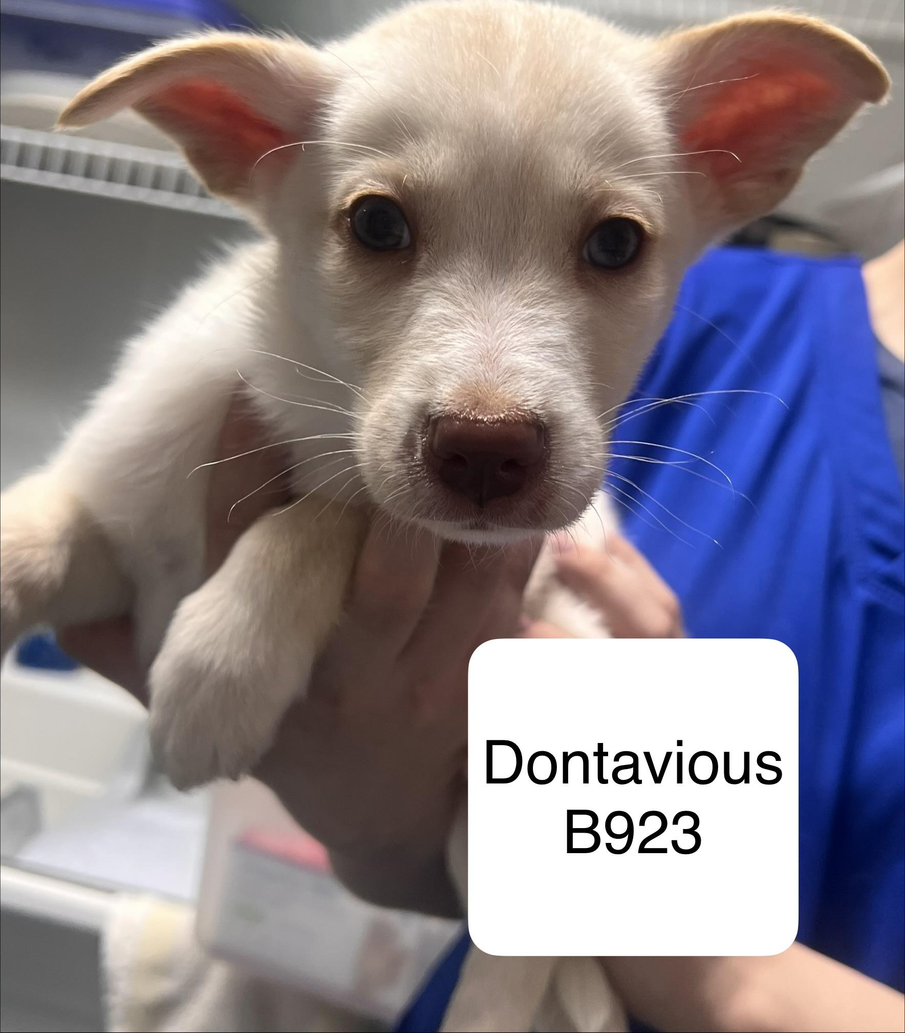 Dontavious, ADOPTABLE, Puppy Male Husky.