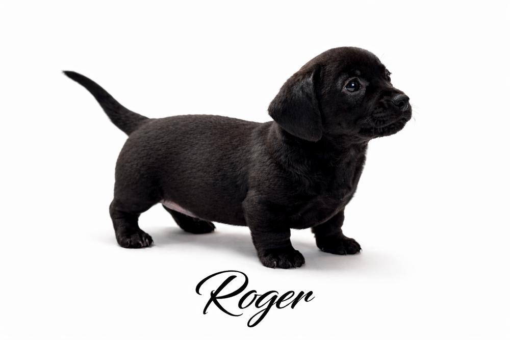 Roger, an adopted mixed breed in SYLVANIA, GA image 1/3