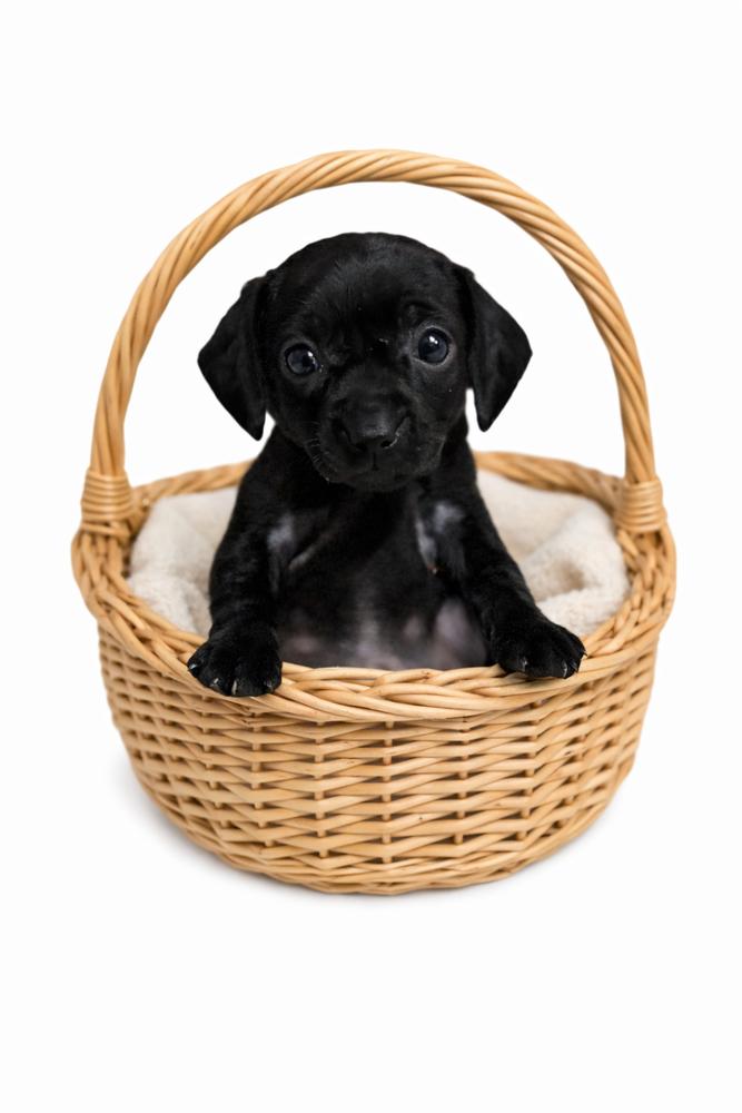 Roger, an adopted mixed breed in SYLVANIA, GA image 2/3