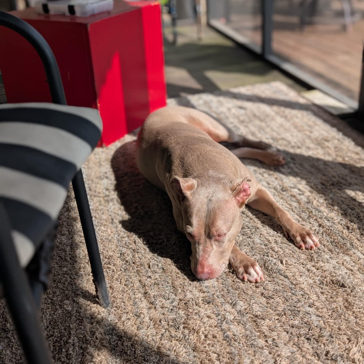 Enlarge Junie, a Adoptable mixed breed in Cheyenne, WY image 4/6