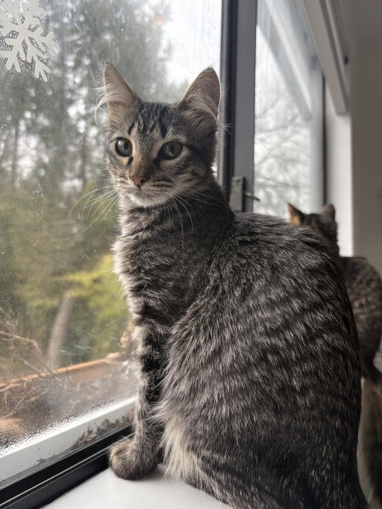 Altair — thumbnail 2