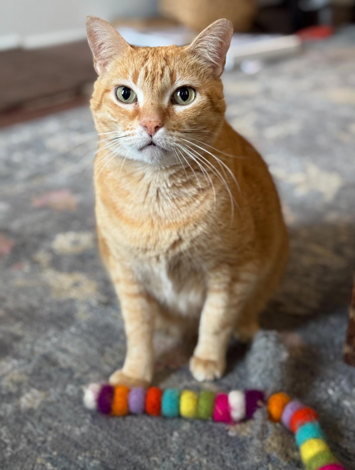 Manny, Adoptable, Adult Male Domestic Short Hair.