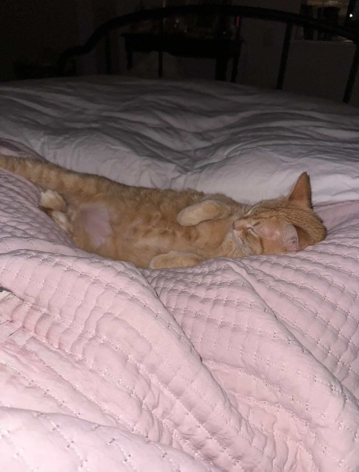 Manny, a Adoptable Domestic Short Hair in New Orleans, LA image 3/6