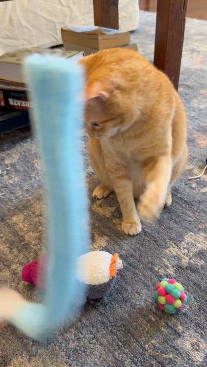 Enlarge Manny, a Adoptable Domestic Short Hair in New Orleans, LA video 6/6