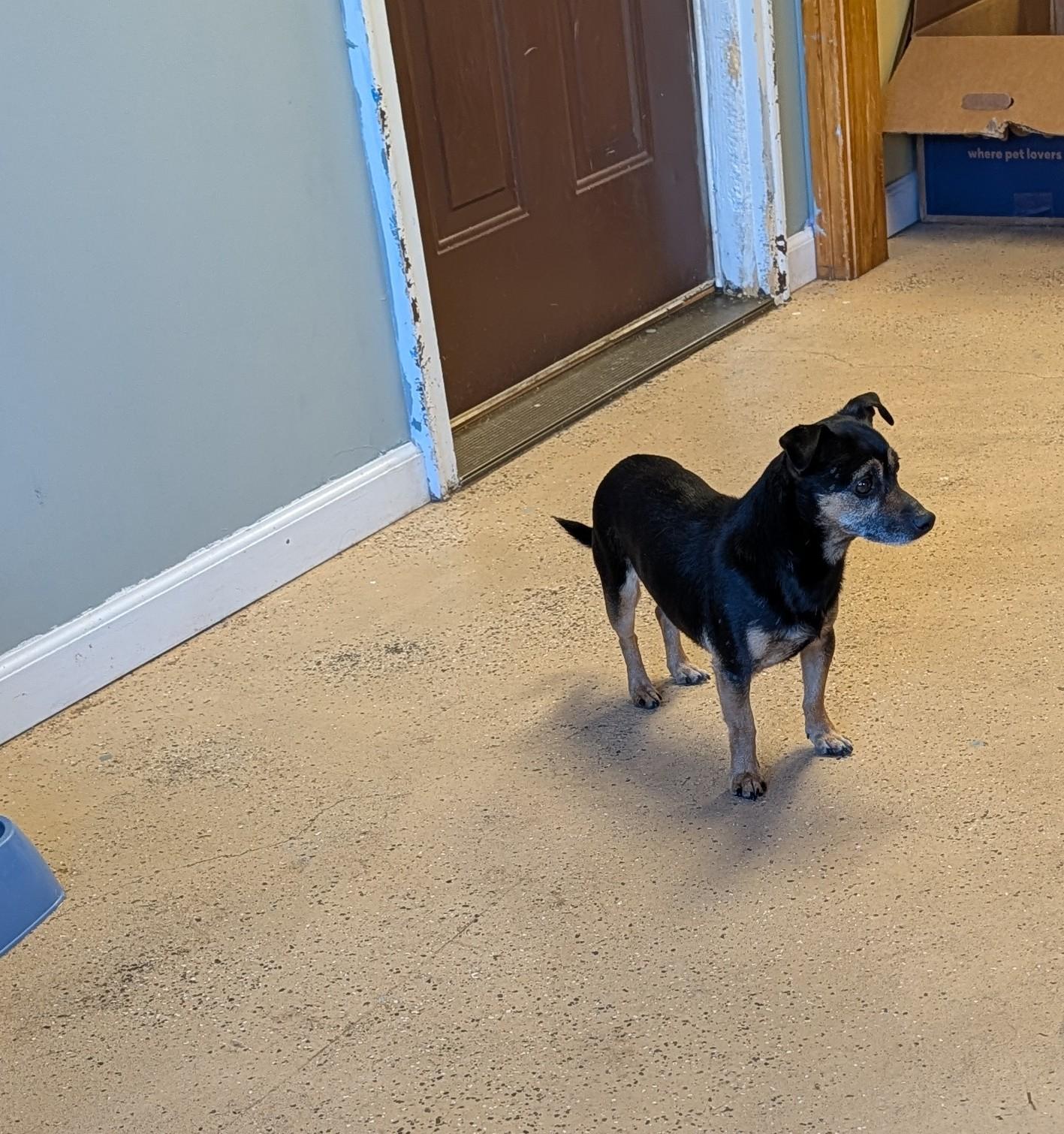 Enlarge Chico, a Adoptable Chihuahua in ONeill, NE image 2/4