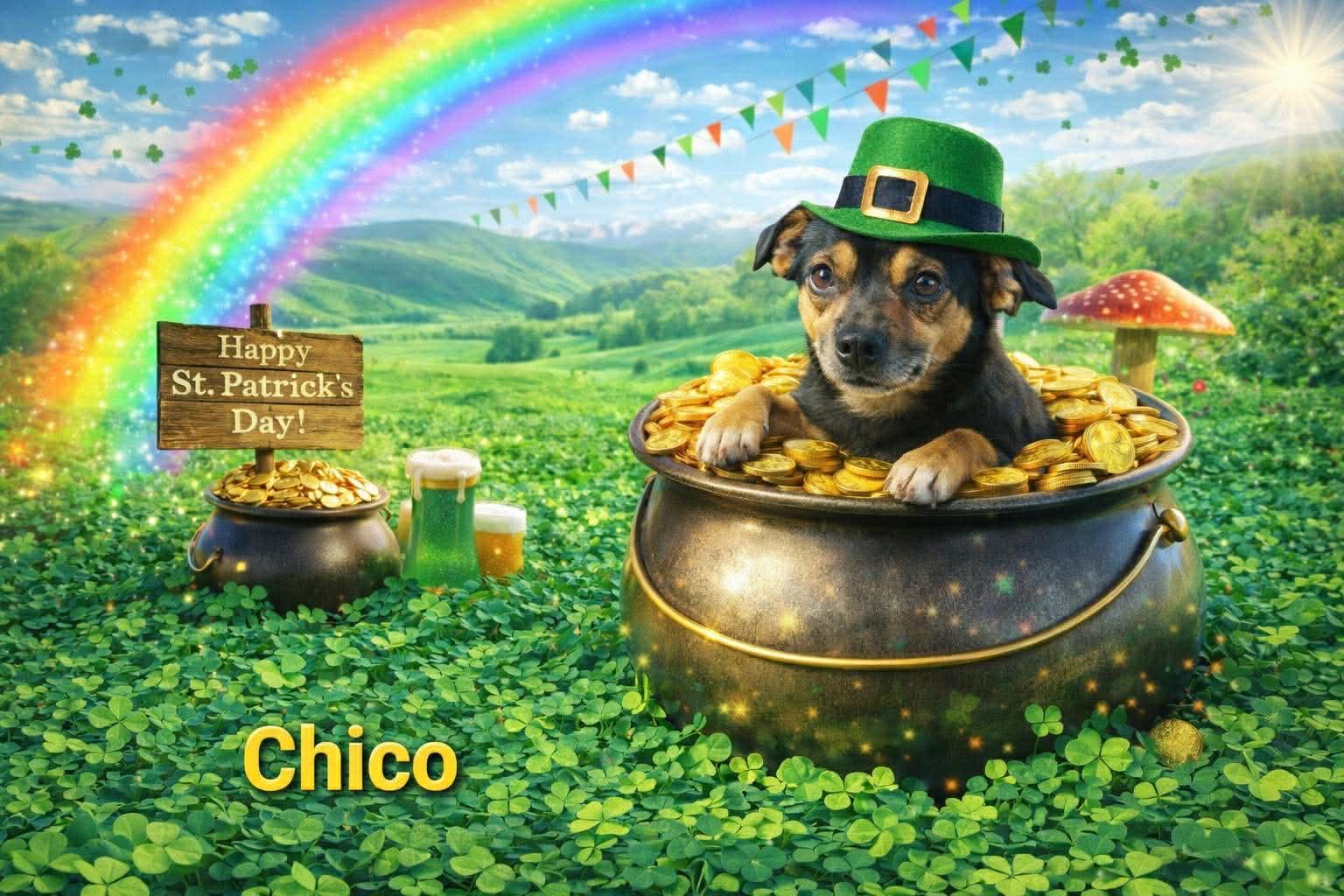 Chico, Adoptable, Adult Male Chihuahua.