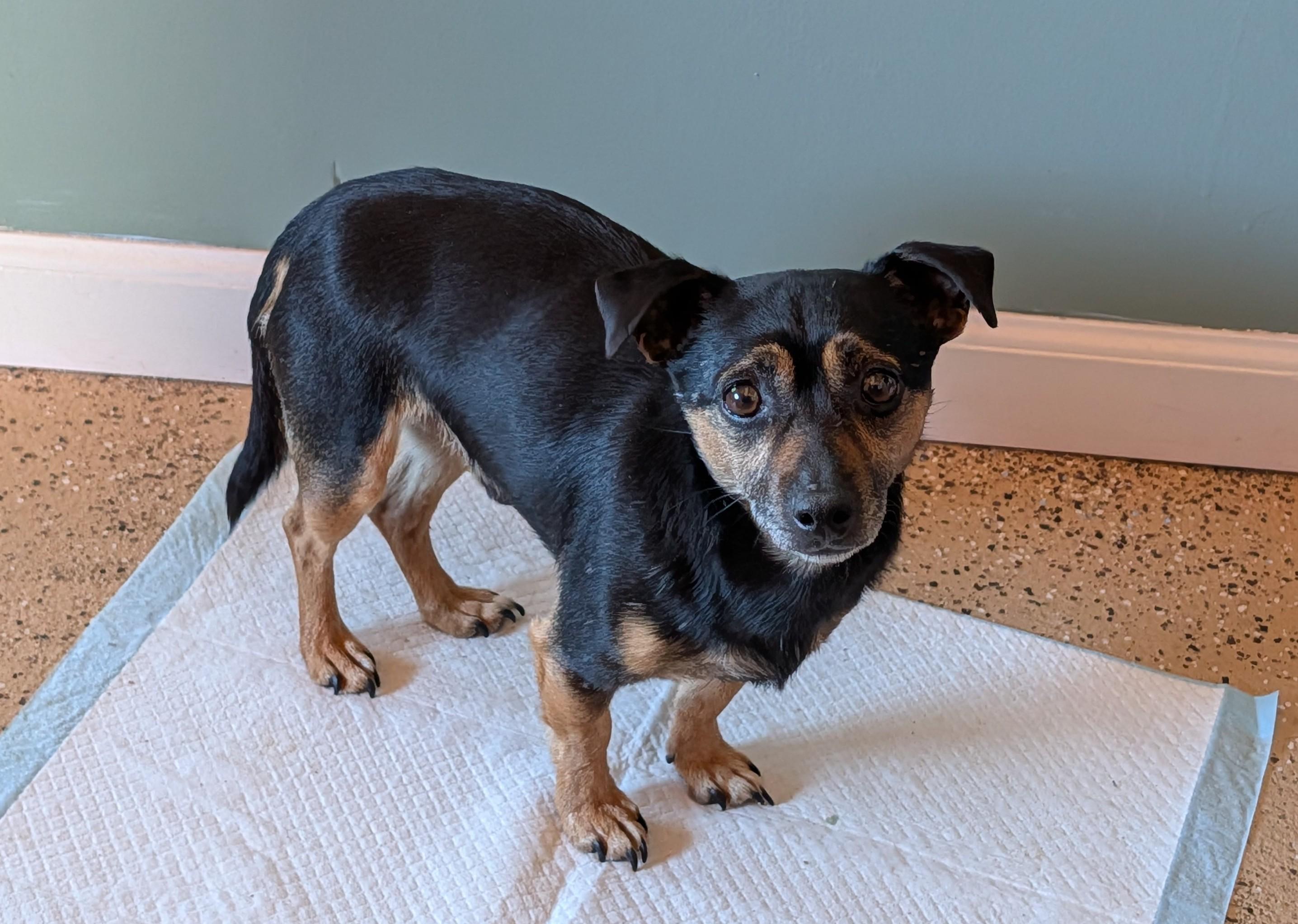 Enlarge Chico, a Adoptable Chihuahua in ONeill, NE image 4/4