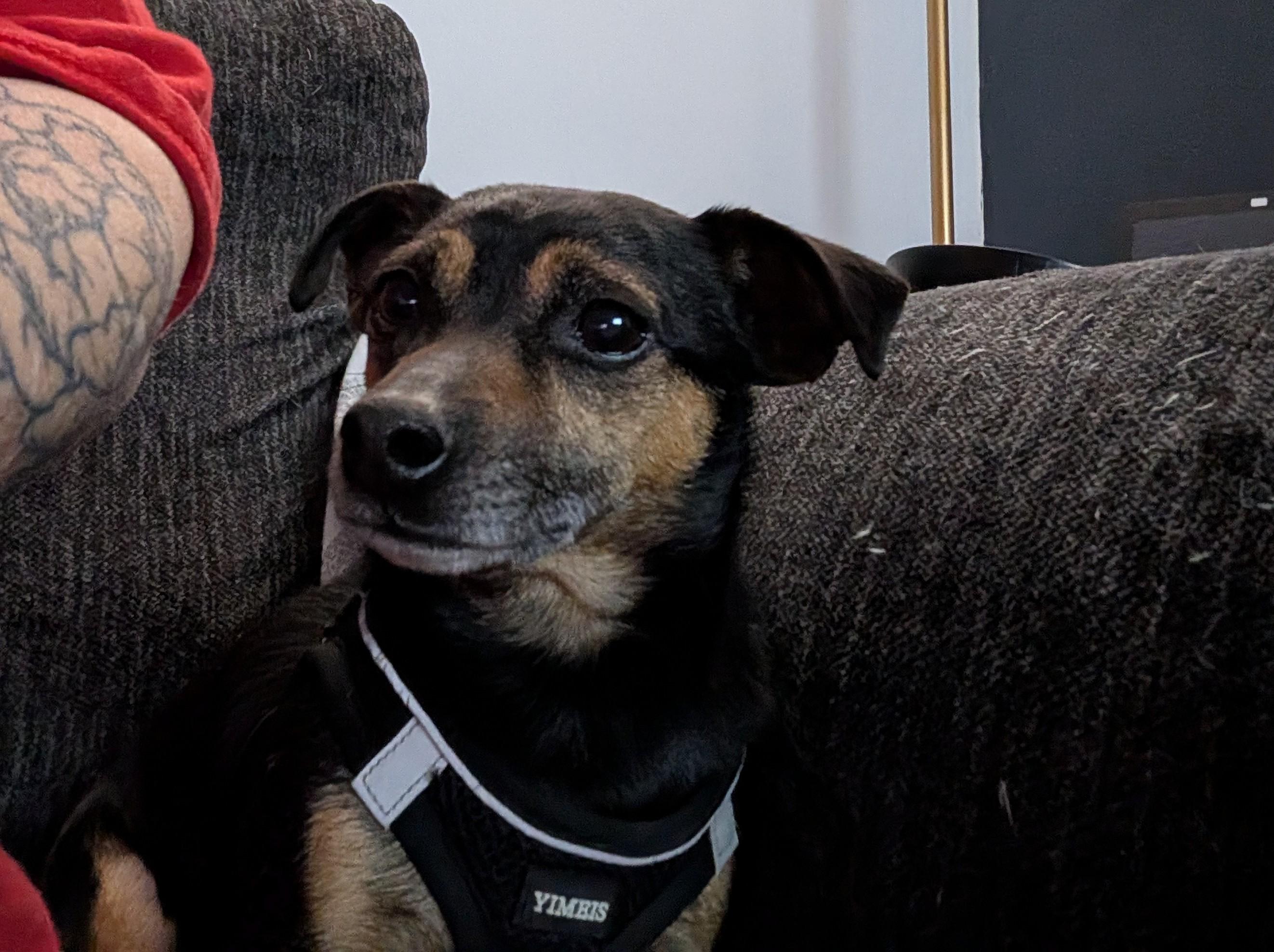 Enlarge Chico, a Adoptable Chihuahua in ONeill, NE image 3/4