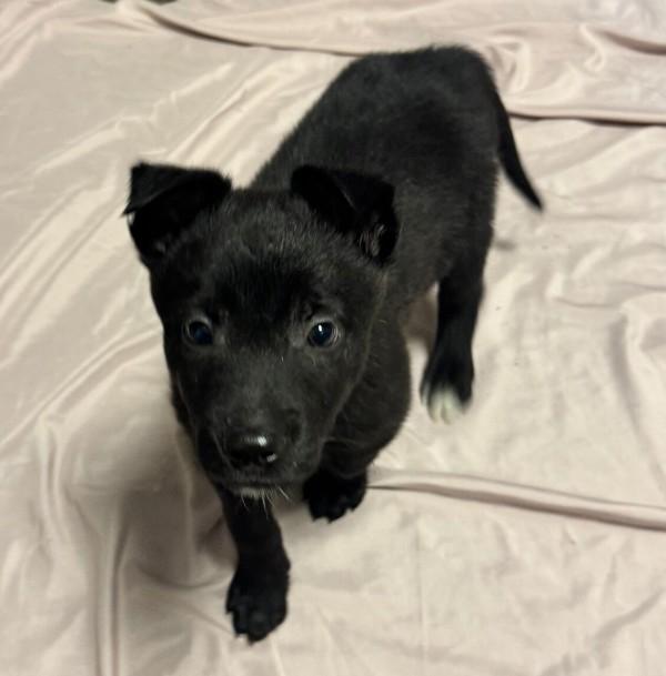 Enlarge Armstrong, a Adoptable mixed breed in Oakland, CA image 2/5