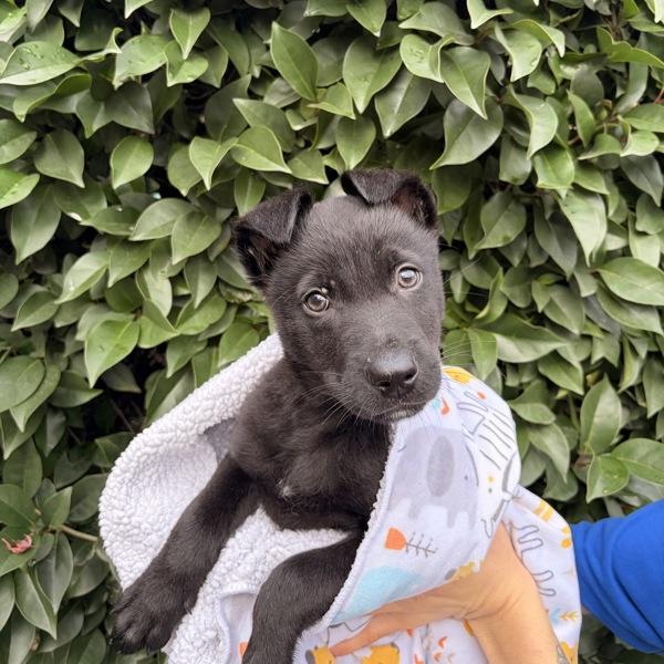 Enlarge Armstrong, a Adoptable mixed breed in Oakland, CA image 3/5