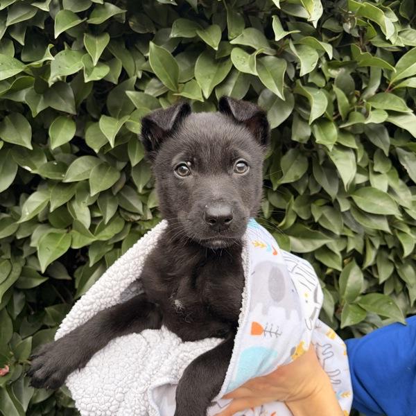 Enlarge Armstrong, a Adoptable mixed breed in Oakland, CA image 5/5