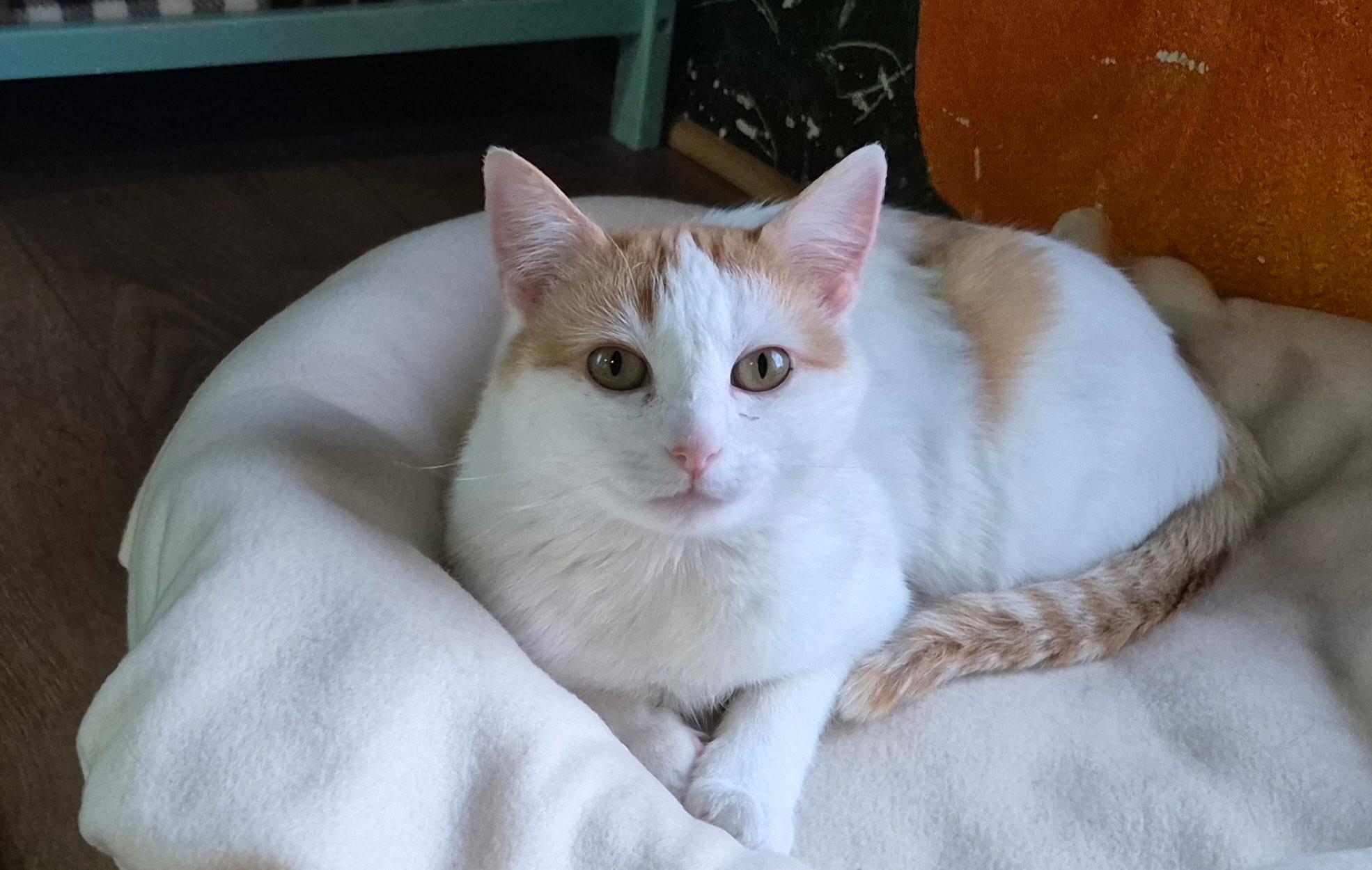 Poppy, ADOPTABLE, Young Female Domestic Short Hair.