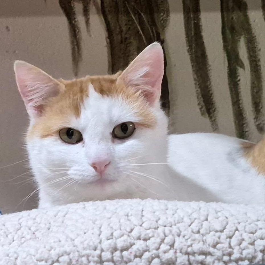 Enlarge Poppy, a ADOPTABLE Domestic Short Hair in Tomah, WI image 1/3