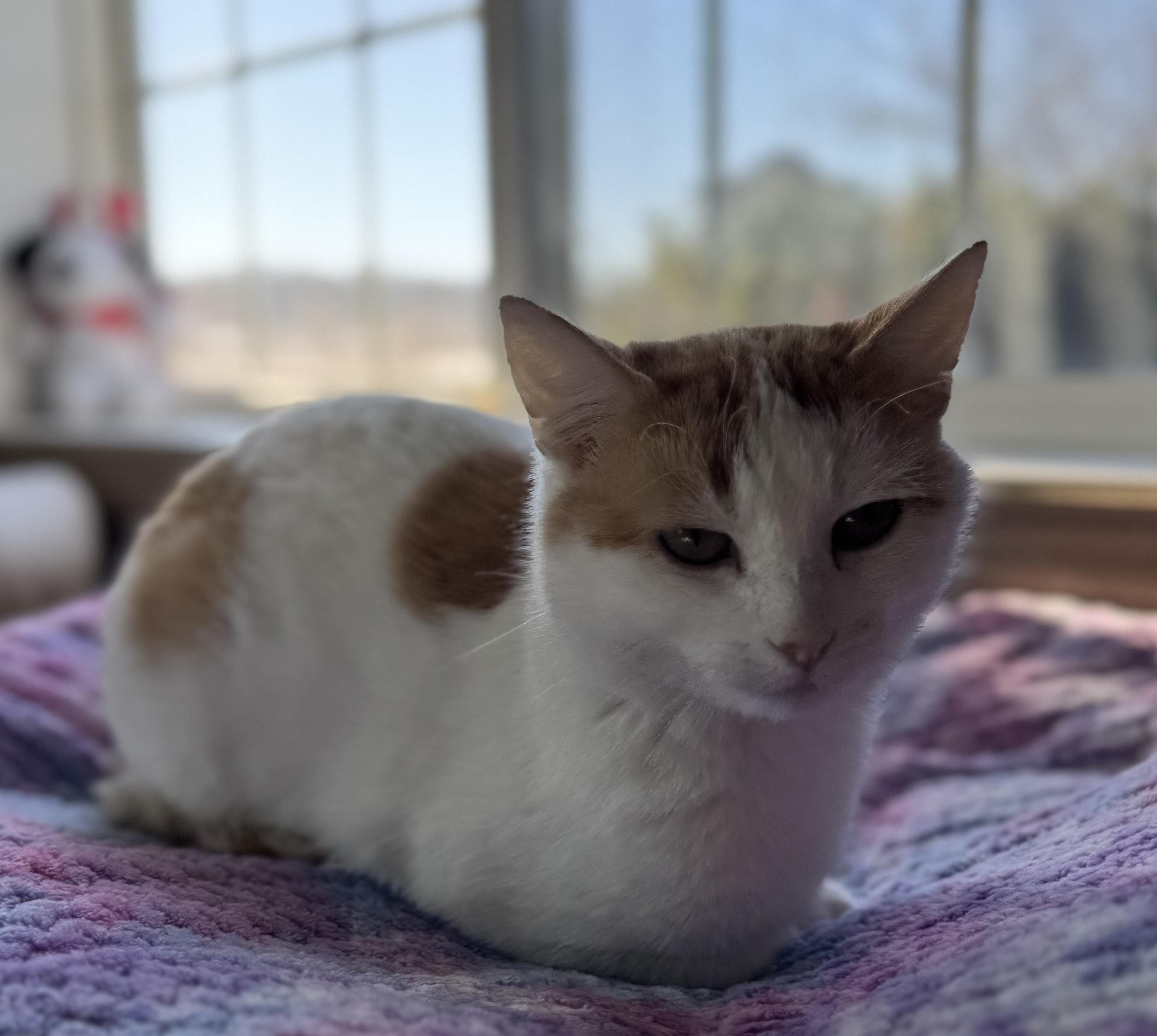Enlarge Poppy, a ADOPTABLE Domestic Short Hair in Tomah, WI image 3/3