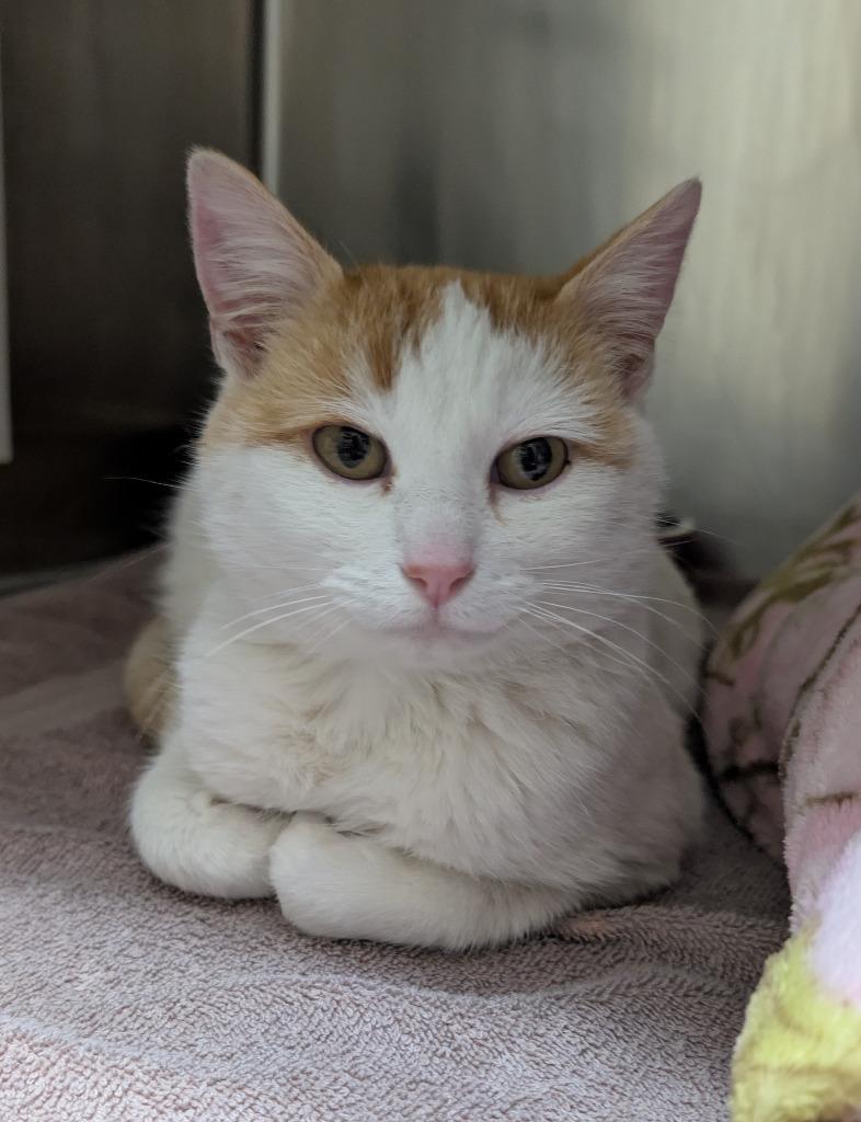 Enlarge Poppy, a ADOPTABLE Domestic Short Hair in Tomah, WI image 2/3