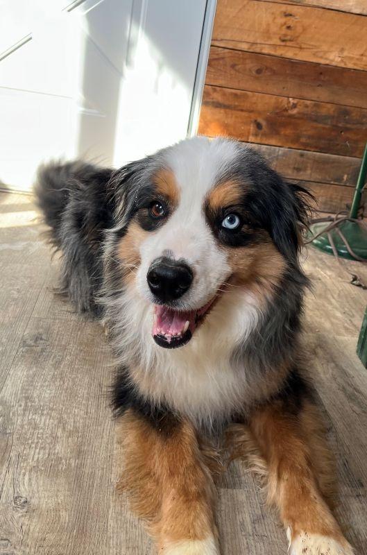 Enlarge Wyatt, a Adoptable Australian Shepherd in Genoa, IL image 1/1