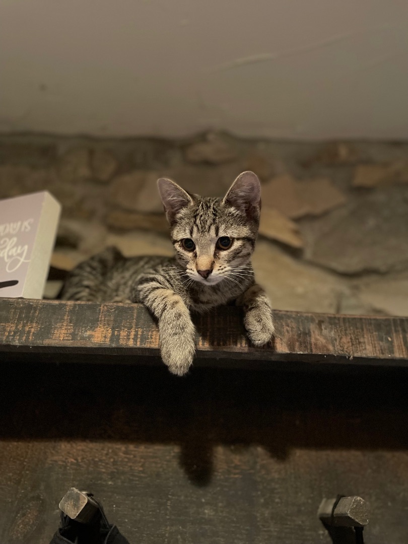 Enlarge B Dub, a Adoptable mixed breed in Waveland, IN image 7/11