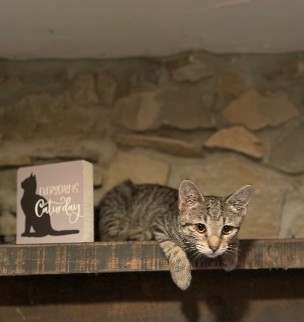 Enlarge B Dub, a Adoptable mixed breed in Waveland, IN image 8/11