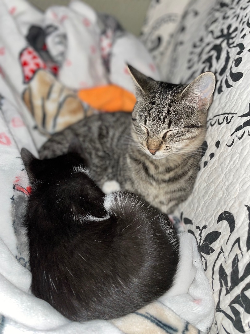 Enlarge B Dub, a Adoptable mixed breed in Waveland, IN image 9/11