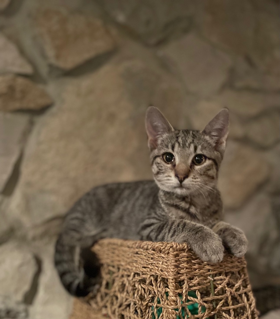 Enlarge B Dub, a Adoptable mixed breed in Waveland, IN image 1/11