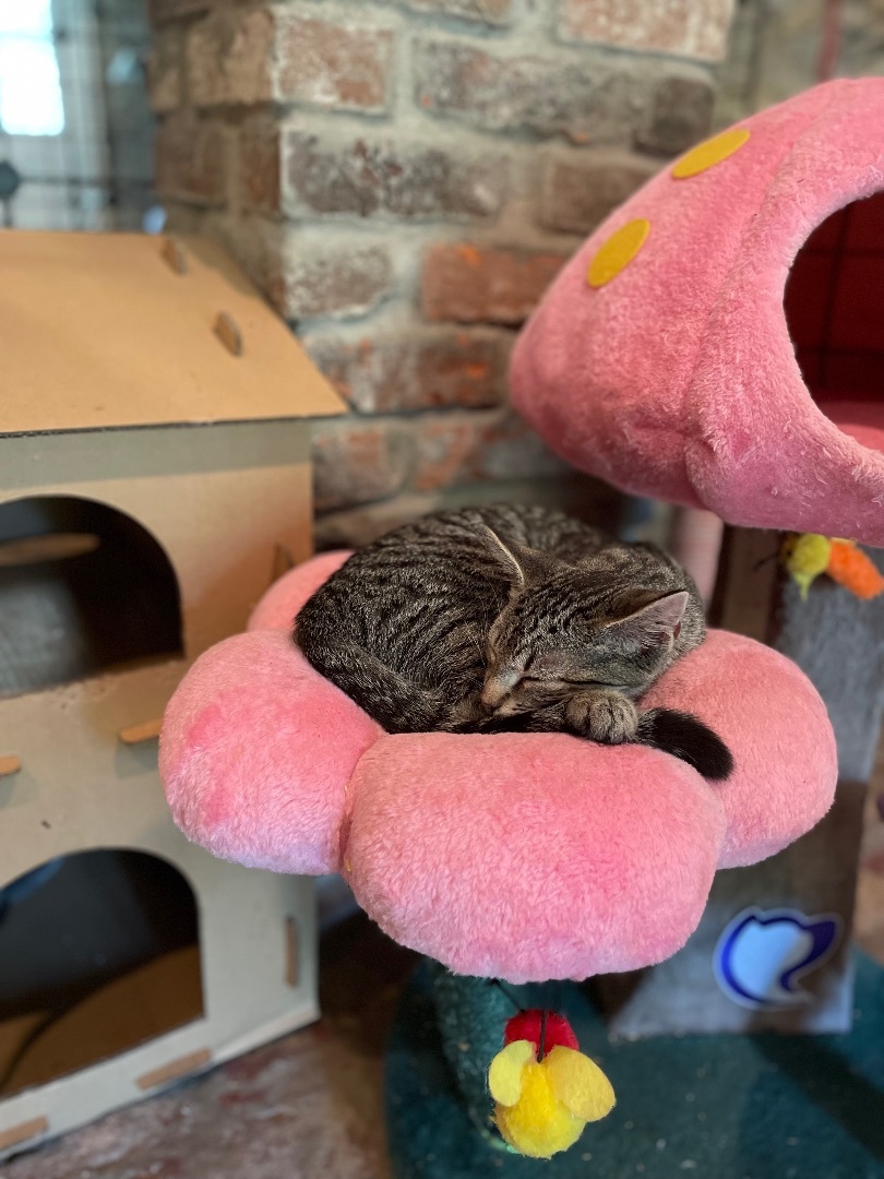 Enlarge B Dub, a Adoptable mixed breed in Waveland, IN image 10/11