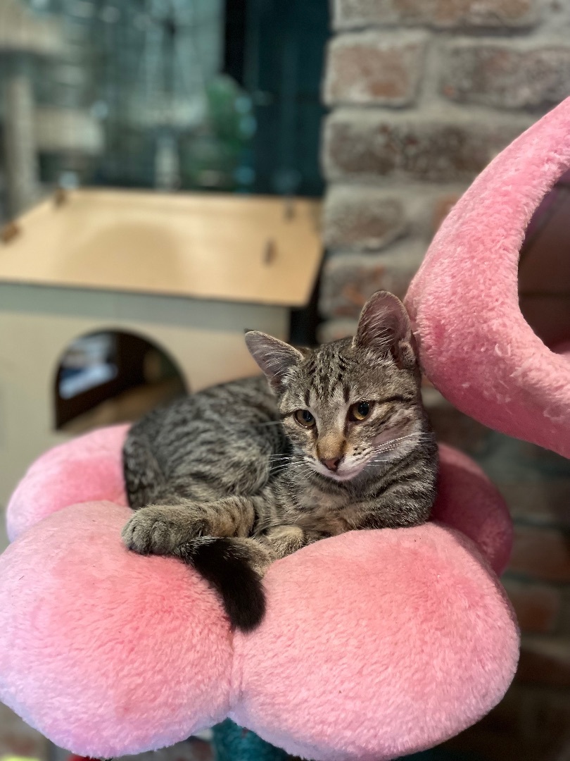 Enlarge B Dub, a Adoptable mixed breed in Waveland, IN image 11/11