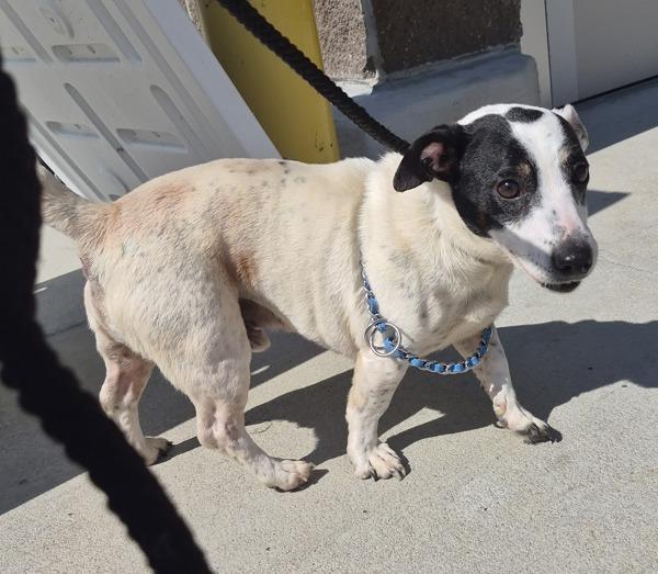 Enlarge In Foster Bigger Bits Hw+, a Adoptable mixed breed in Lawrenceville, GA image 1/1