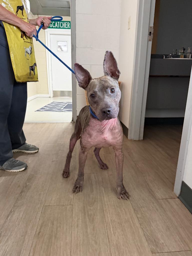 Dumbo, Adoptable, Adult Male Pit Bull Terrier & Mixed Breed.