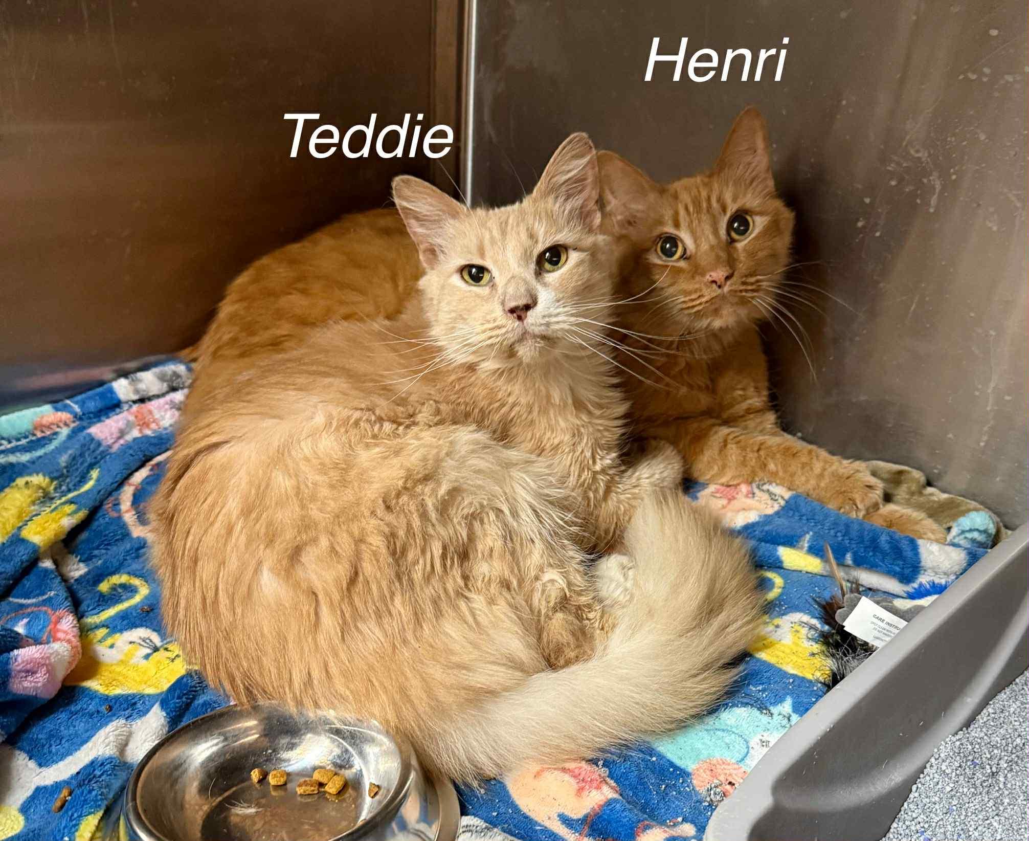 Henri, ADOPTABLE, Senior Male Domestic Long Hair.