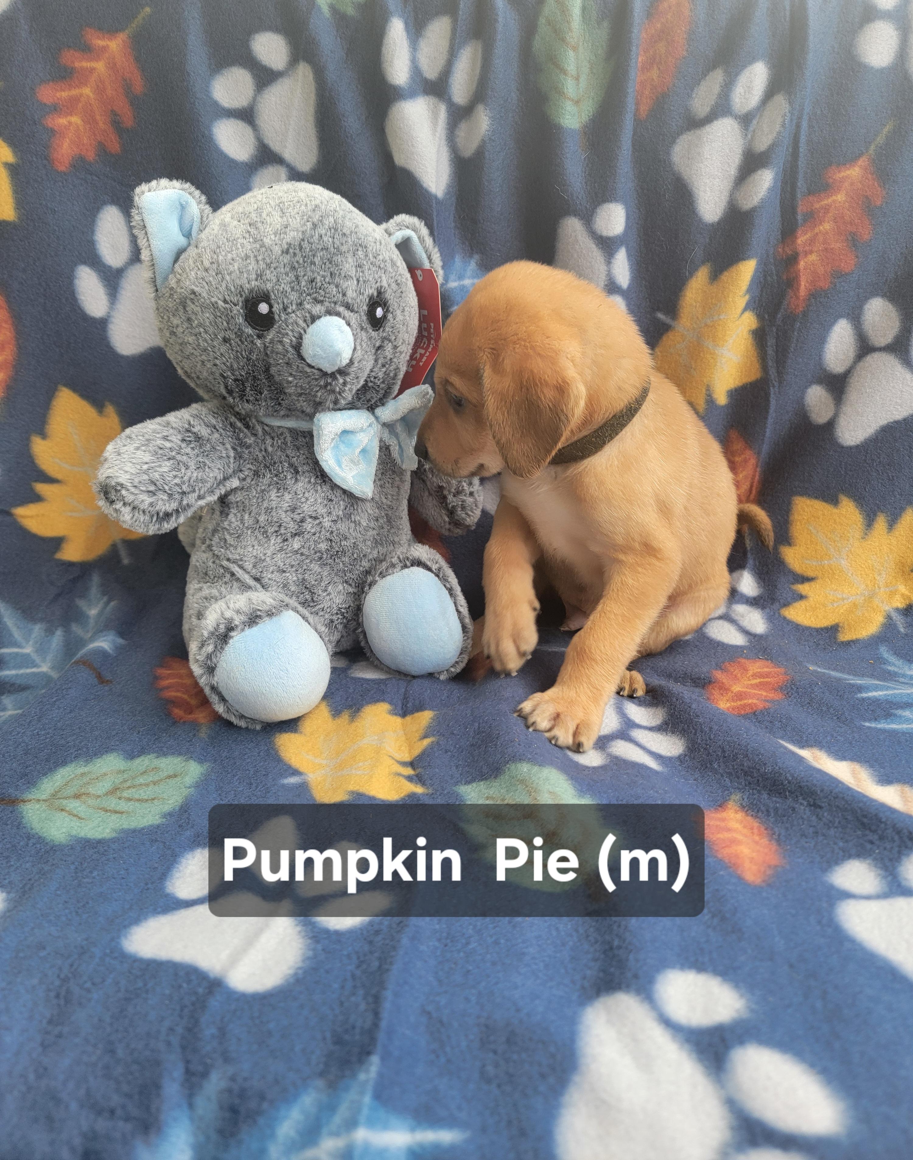 Enlarge Pumpkin  Pie, an adopted mixed breed in St. Augustine, FL image 5/5