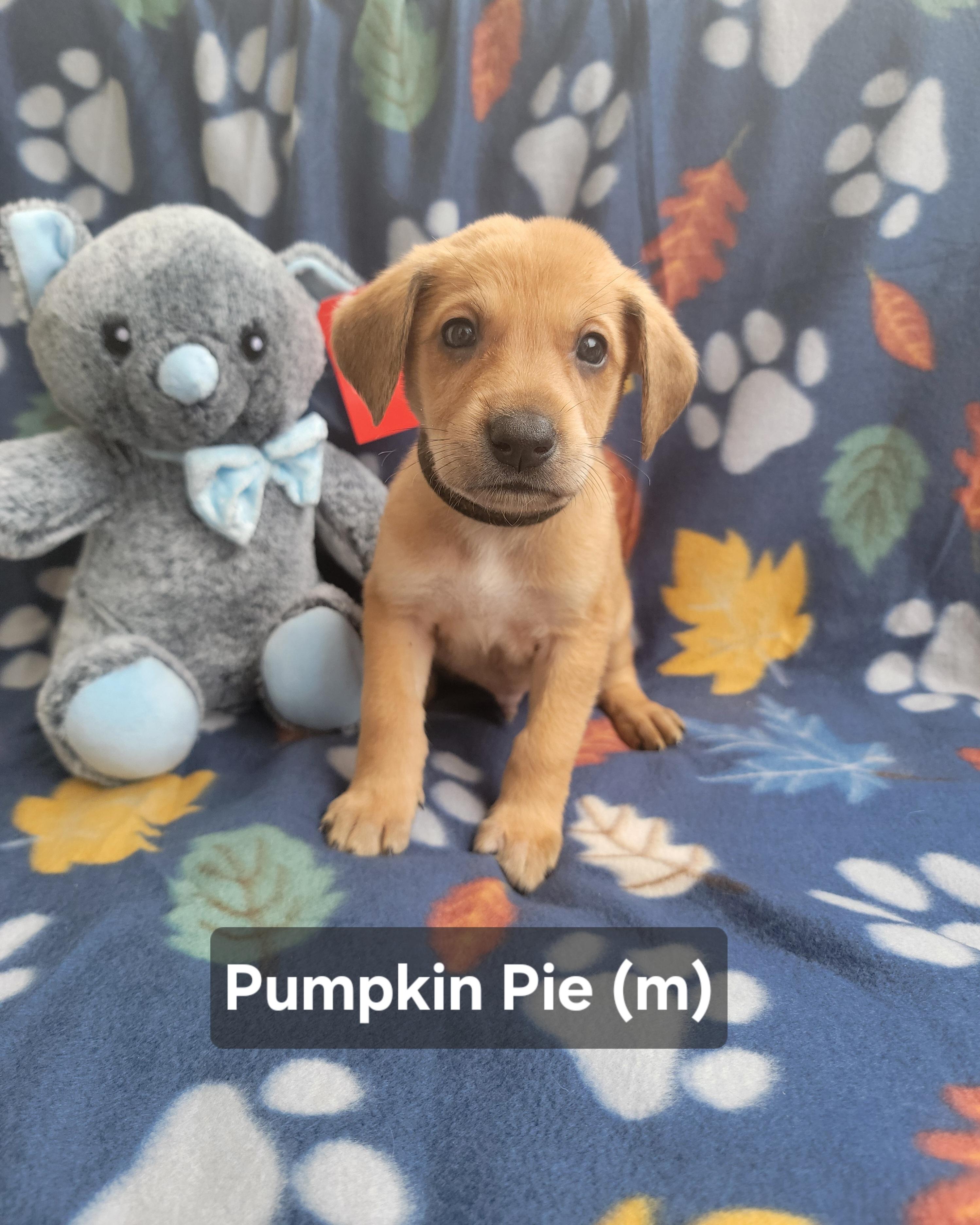 Pumpkin Pie, ADOPTABLE, Puppy Male German Shepherd Dog & Redbone Coonhound.