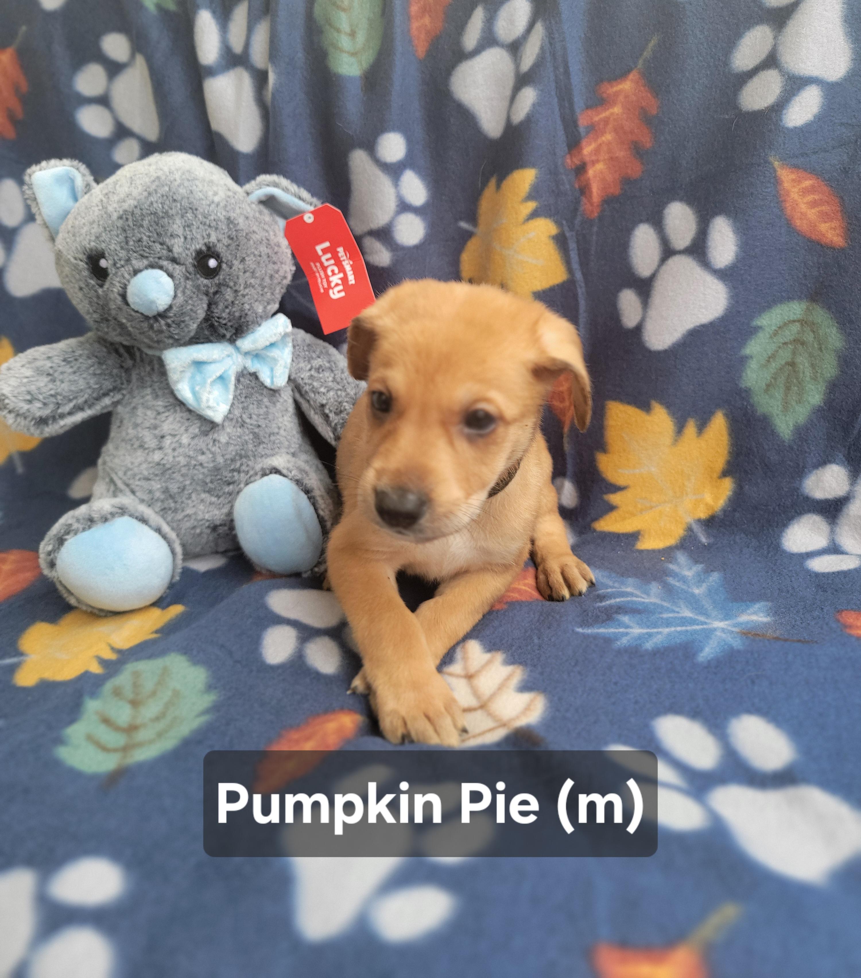 Enlarge Pumpkin  Pie, an adopted mixed breed in St. Augustine, FL image 2/5