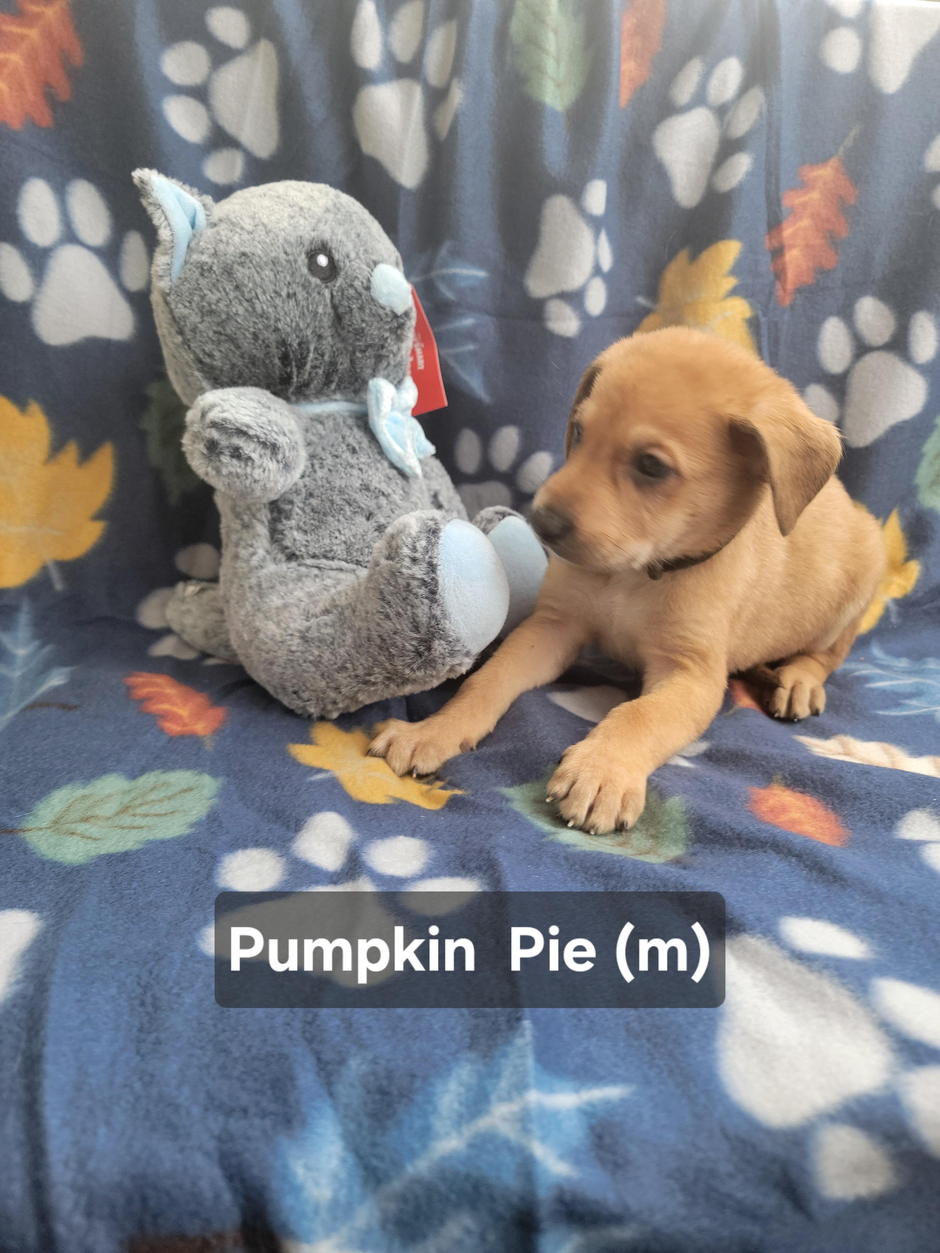 Enlarge Pumpkin  Pie, an adopted mixed breed in St. Augustine, FL image 4/5