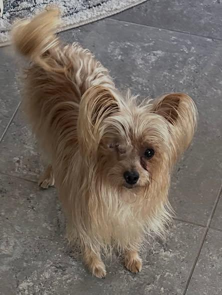 Enlarge Stormie, a ADOPTABLE Yorkshire Terrier in Henderson, NV image 1/3