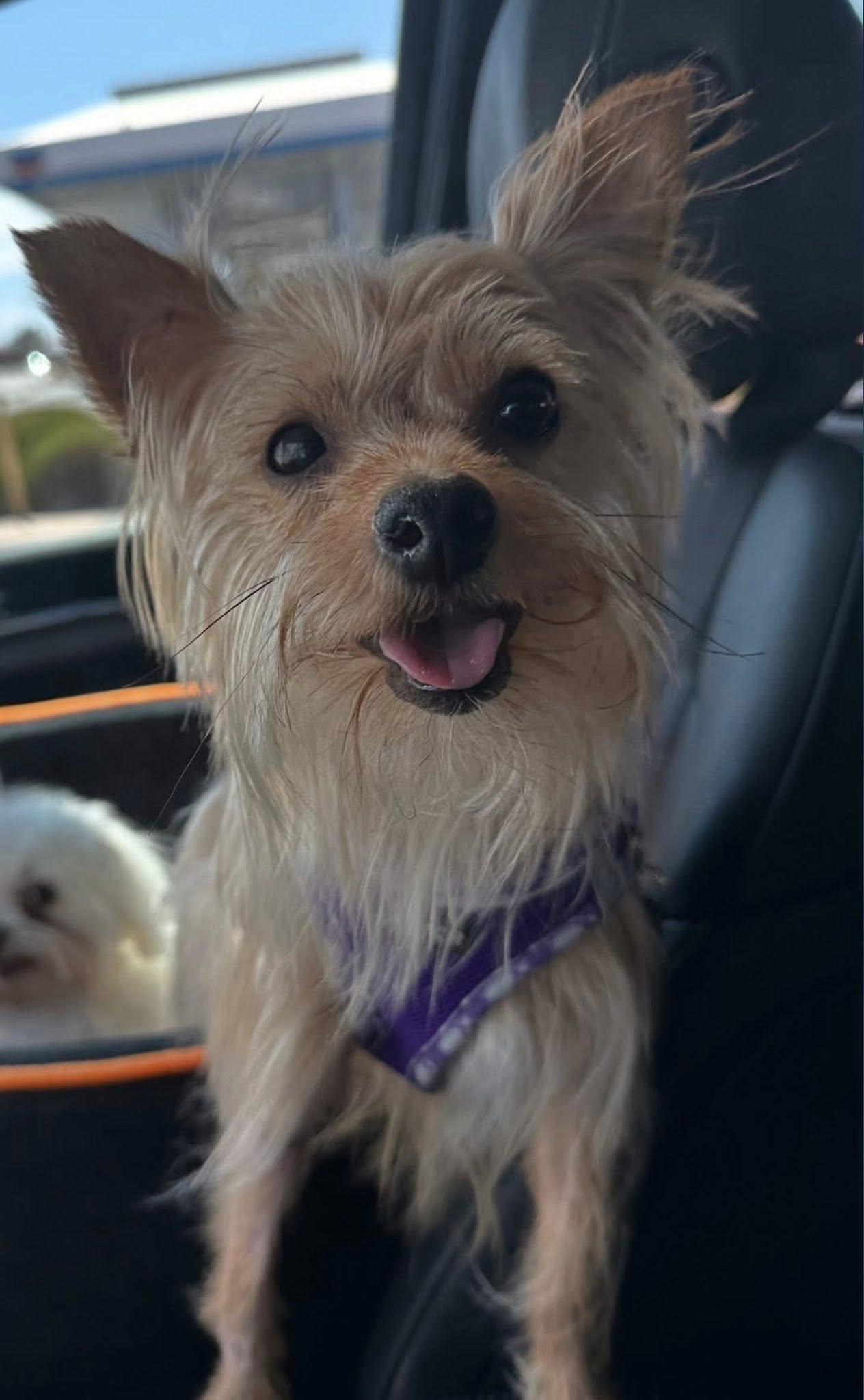 Enlarge Stormie, a ADOPTABLE Yorkshire Terrier in Henderson, NV image 3/3