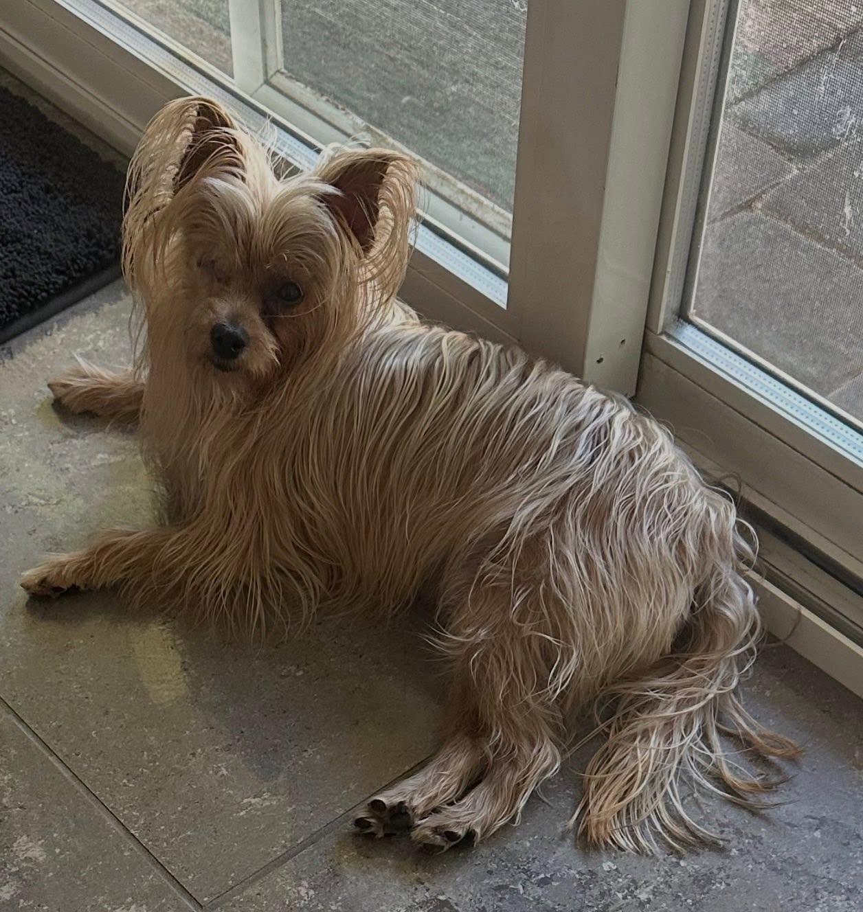 Enlarge Stormie, a ADOPTABLE Yorkshire Terrier in Henderson, NV image 2/3