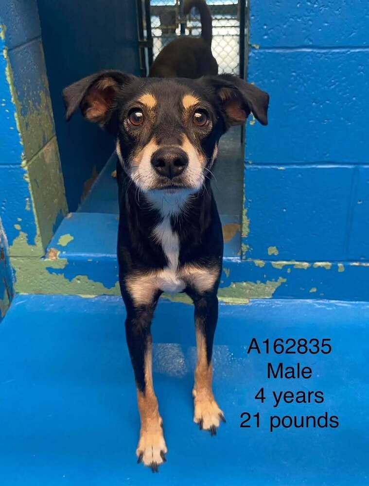 Enlarge Barkside, a Adoptable mixed breed in Calgary, AB image 1/1