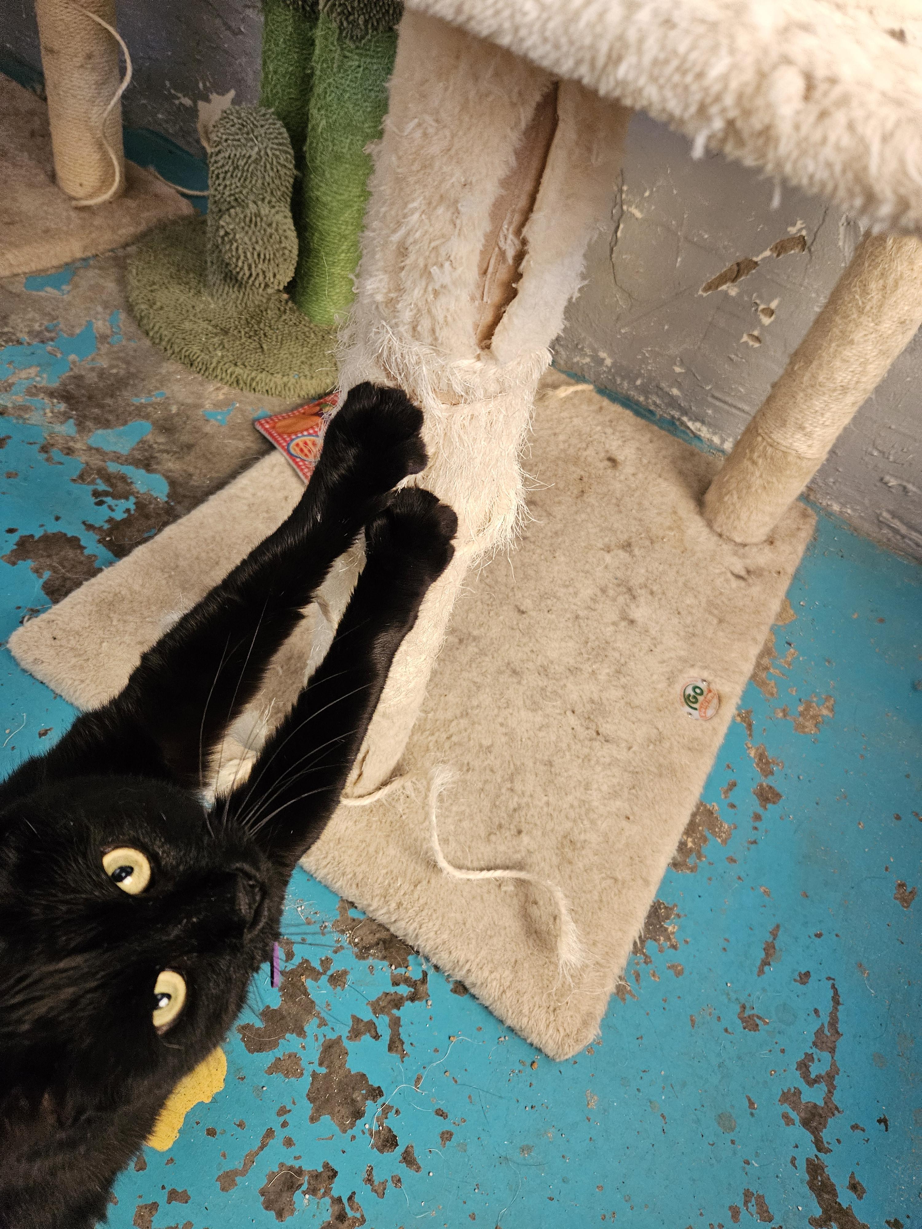 Coco, Adoptable, Adult Female Domestic Short Hair.